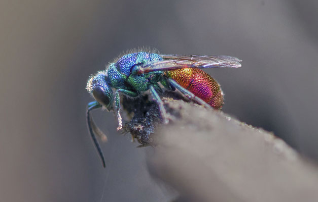 Goldwespe-Chrysis-Ignita