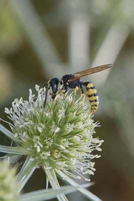 Philanthus triangulum / Bienenwolf - Dinslaken Emschermündung - 51°33`56.26" 6°41`27.74" - (08.08.2020)
