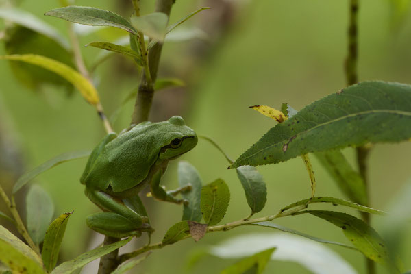 Europäische Laubfrosch