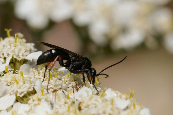 Rotbeinige Wegwespe - Garten