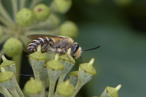 Nr. 04/05 - Colletes hederae (Efeu-Seidenbiene) - Oberhausen-Schmachtendorf Hiesfelderstraße 22.09.2018