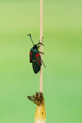 Schlupf vom Sechsfleck-Widderchen