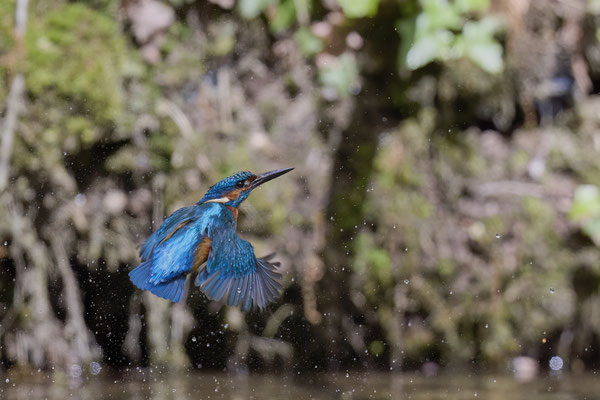 Eisvogel