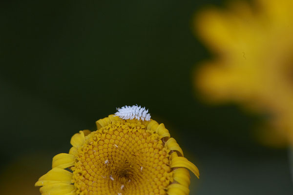Nr.0012 - Marienkäfer / Australischer / Larve - OB Garten - 51°31`49.60" 6°50`56.50" - (15.06.2020)