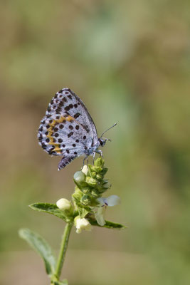 Fetthennen-Bläuling - (Urlaub Mosel Valwig vom  08.06. bis 11.06.2023 mit der Nabu Herne)