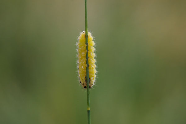 Raupe vom Sechsfleck-Widderchen