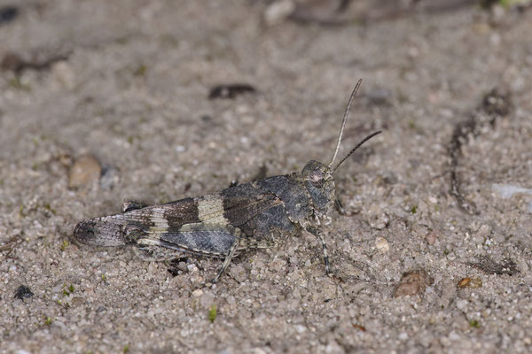 Blauflügelige Ödlandschrecke