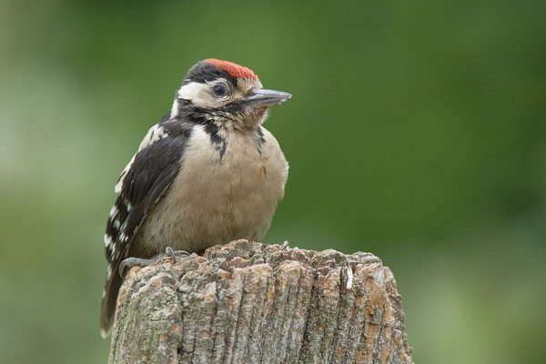 Junger Buntspecht 1-tes Kalenderjahr