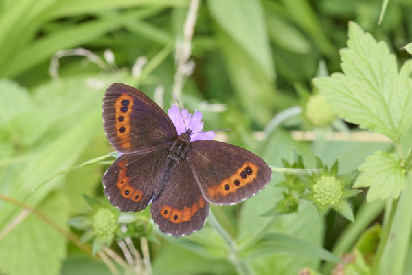 Weißbindiger Mohrenfalter