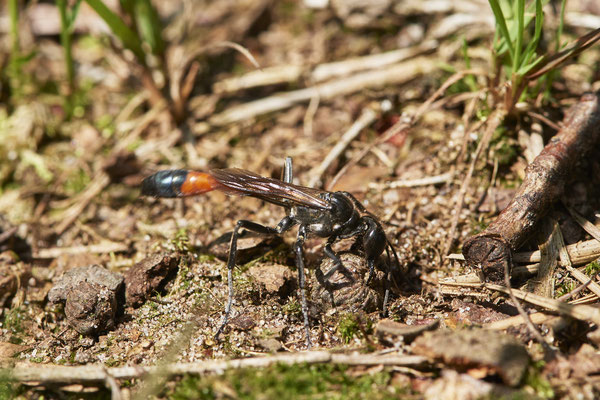 Ammophila sabulosa / Gemeine Sandwespe - anschließend wird die Brutröhre wieder sorgfältig mit Material verschlossen - (18.07.2021)