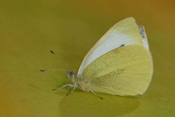 Kleiner Kohlweißling / Pieris rapae - 30.12.2021