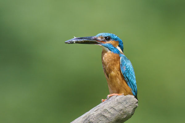 Eisvogel