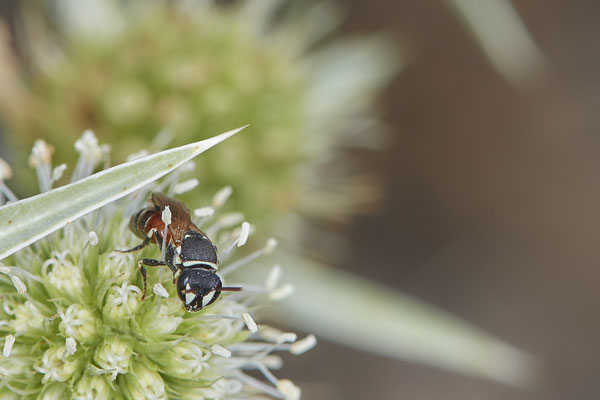 Nr.1267 - Hylaeus variegatus f / Maskenbiene - DU-Walsum Rheindeich - 51°31`53.40"  6°41`58.80" - (02.09.2019) - Rote Liste Kategorie 3: Gefährdet