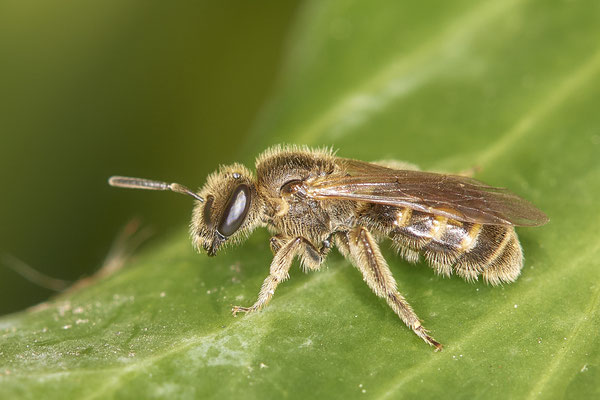 Nr.21-1/03 - Lasioglossum calceatum - OB Bottroperstraße Olgapark (08.11.2018)