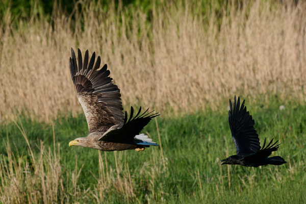 Seeadler attakiert vom Kolkraben