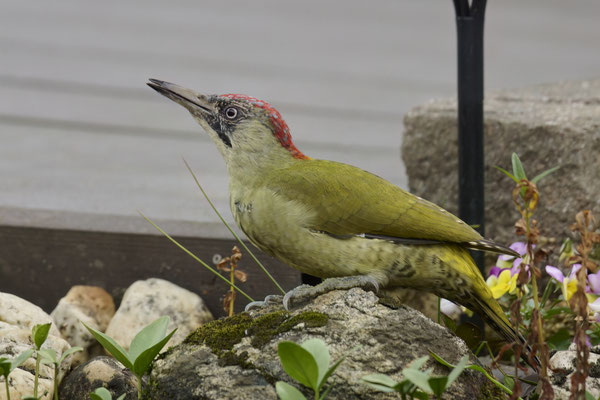 Grünspecht im Garten