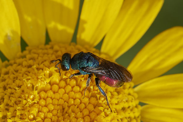 Nr.1032 - Goldwespe sp - ( Hedychrum gerstaeckeri ? ) - OB im Garten - 51°31`49.60" 6°50`56.50" - (29.07.2019)