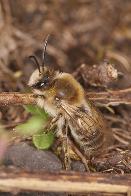 Nr.0071 - Colletes cunicularis - OB - Halde Prosper Haniel - 51°32`48.20" 6°52`34.28" - (28.03.2019)