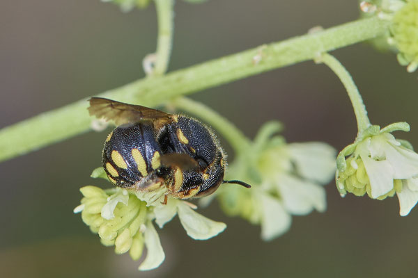 Nr.1115 - Anthidium strigatum f / Kleine Harzbiene - OB Zeche Sterkrade - 51°31`11.24" 6°50`15.70" - (10.08.2019)