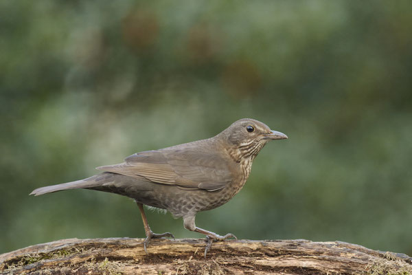 Amsel