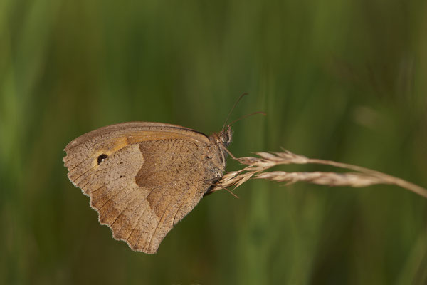 Großes Ochsenauge - Bottrop Halde Schöttelheide - (02.08.2020)