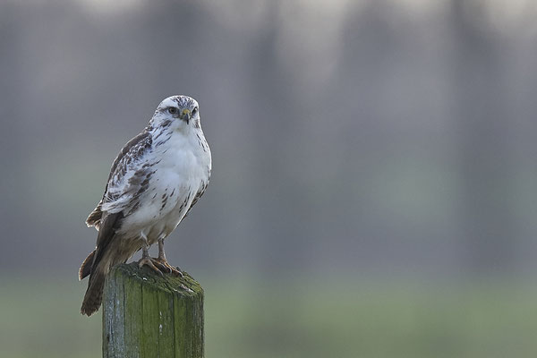 Mäusebussard - Bislicher Insel - (29.11.2019)