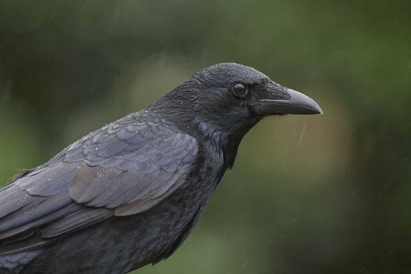 Regentag im Garten - Rabenkrähe - (13.11.2019)