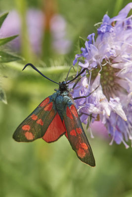 Sechfleck-Widderchen - Am Rheindamm hinter Bislich - (26.06.2021)