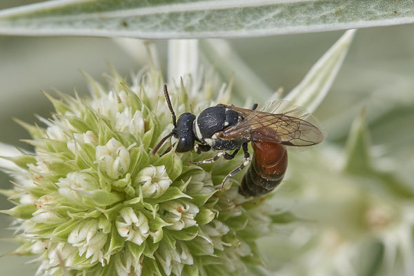Hylaeus variegatus - Dinslaken Emschermündung - 51°33`56.26" 6°41`27.74" - (13.08.2020) - Rote Liste: Kategorie 3: Gefährdet