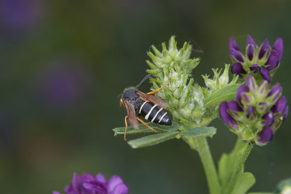 Odynerus melanocephalus - Rote Liste NRW 1 -  DIN-Emschermündung - (21.07.2021)