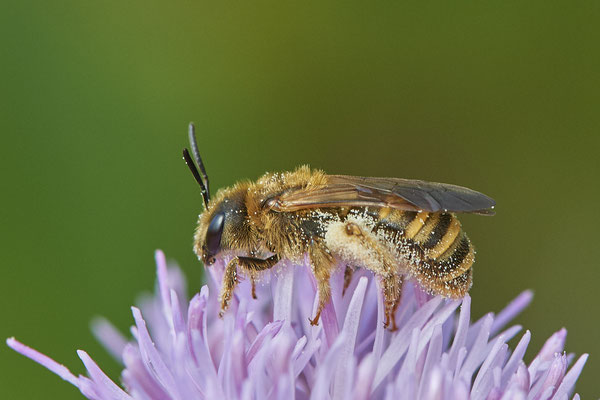 Nr.0916 - Halictus scabiosae / Gelbbindige-Furchenbiene - OB LMB - 51°29`11.55" 6°53`53.48" - (28.06.2019)