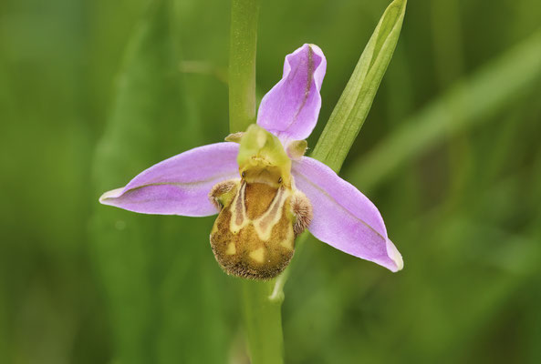 Bienen-Ragwurz