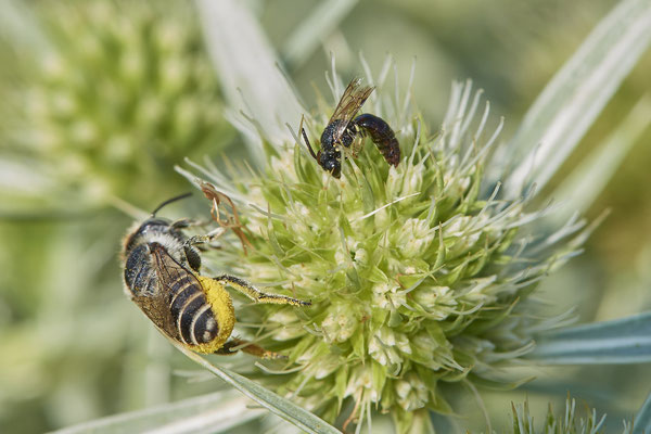Nr.1236 - Megachile pilidens / Filzzahn-Blattschneiderbiene - DU-Walsum Rheindeich - 51°31`50.66"  6°41`54.13" - (30.08.2019)