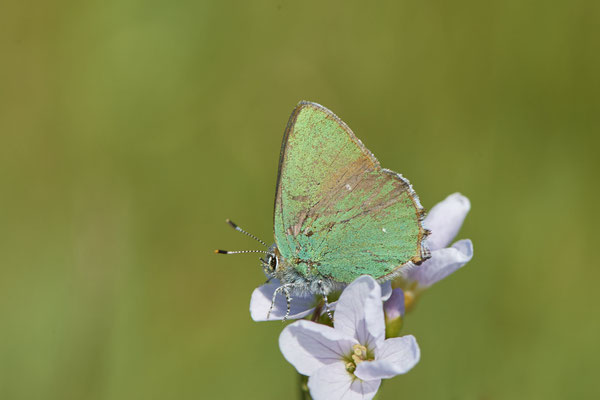 Grüner Zipfenfalter -NL - (09.05.2022)