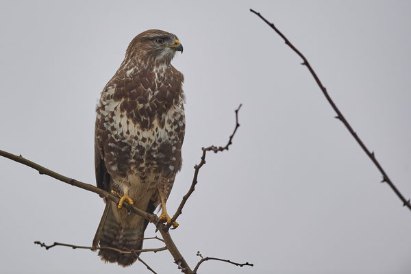 Mäusebussard