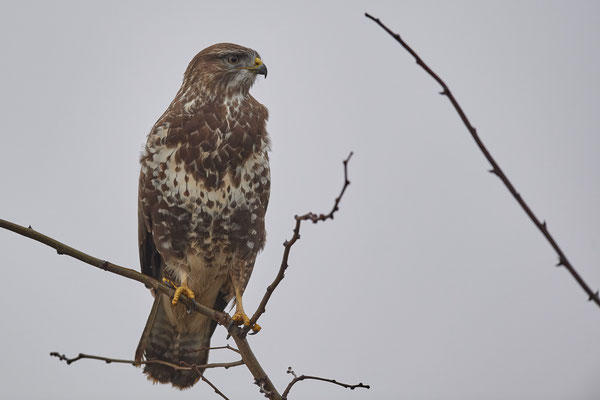 Mäusebussard