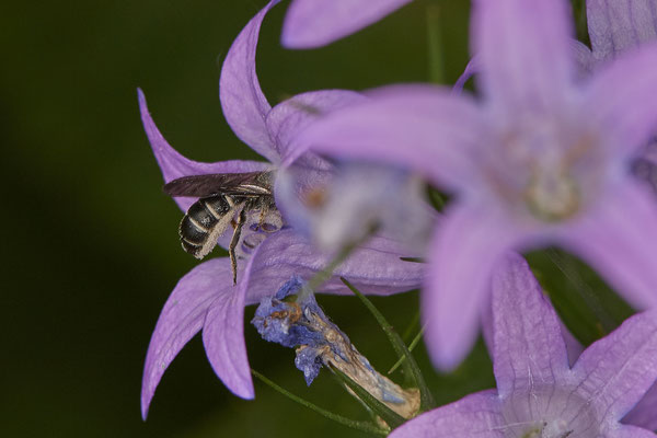 Nr.0752 - Chelostoma rapunculi / Glockenblumen-Scherenbiene - f - OB Hoag Fahrradtrasse - 51°30`13.64" 6°50`46.65" - (19.06.2019)