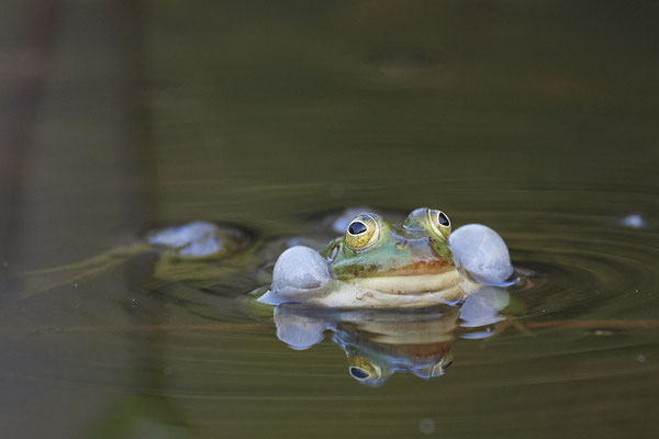 Teichfrosch
