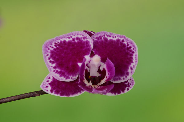 Orchideeblüte von der Fensterbank