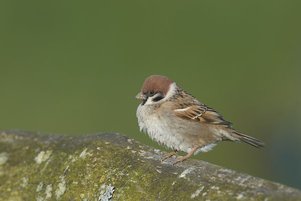 Feldsperling