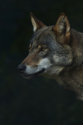 Wolf - 2ter Tag im Biotopwildpark Anholter Schweiz - (22.09.2020)