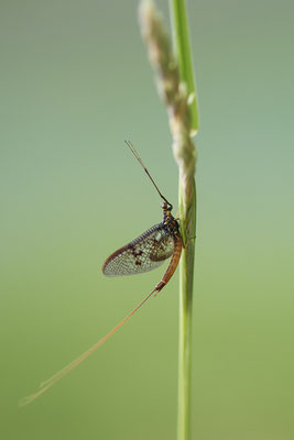 Nr.0640 - Eintagsfliege - Venner Moor - 51°51`55.63" 7°32`09.32" - (26.05.2019)