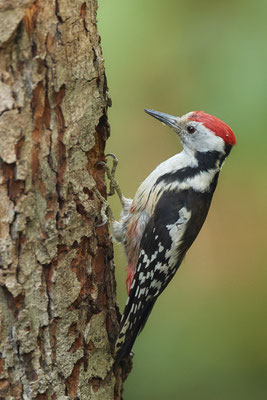Mittelspecht - Nettetal Rohrdommelprojekt de Wittsee - (23.05.2019)