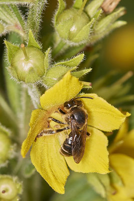 Macropis europaea / Auen-Schenkelbiene ? - Garten - (03.07.2021)