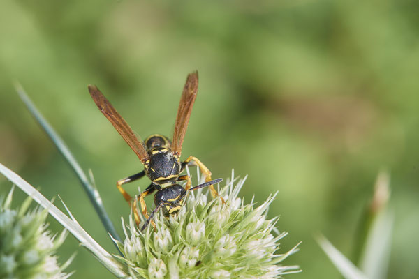 Nr.1227 - Polistes biglumis / Berg-Feldwespe - DU-Walsum Rheindeich - 51°31`50.66"  6°41`54.13" - (30.08.2019)