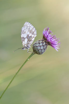 Schachbrett - (Urlaub im Allgäu / Bayern vom  08.07. bis 17.07.2022)