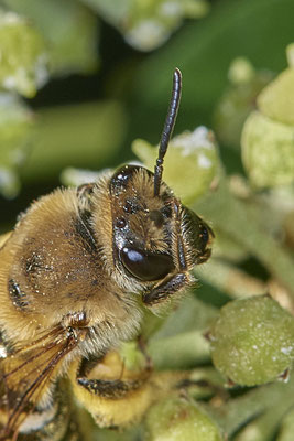 Nr.09/02 - Colletes hederae (Efeu-Seidenbiene) - OB Lübeckerstr. 6 (05.10.2018)