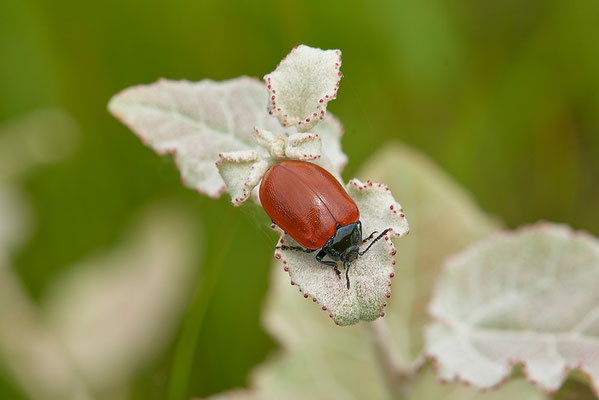 Pappelblattkäfer