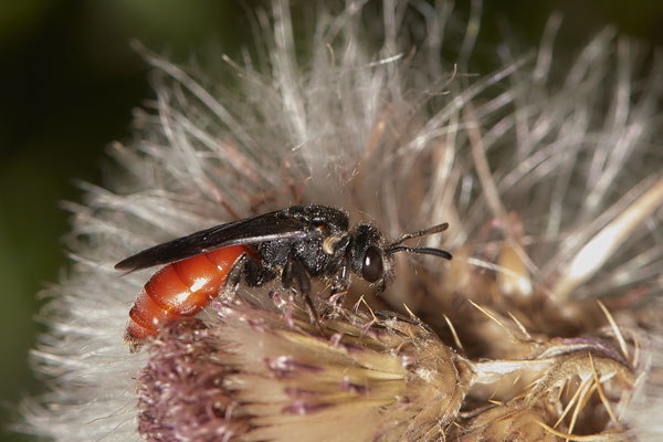 Sphecodes albilabris / Riesen-Blutbiene - WES Drevenacker Dünen - 51°39`02.42"  6°40`43.35" - (20.07.2020)