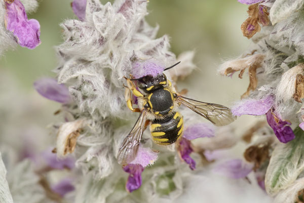 Anthidium manicatum